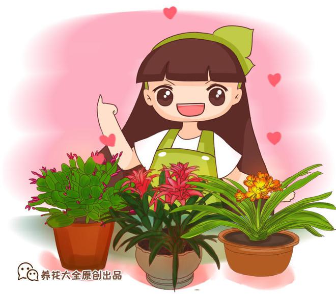 這些盆栽綠植，養(yǎng)在家里清新護眼，關鍵是大氣上檔次！