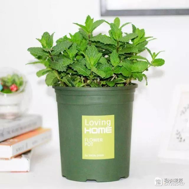 凈化二手煙的室內植物_凈化二手煙味的植物_凈化空氣的室內植物二手煙