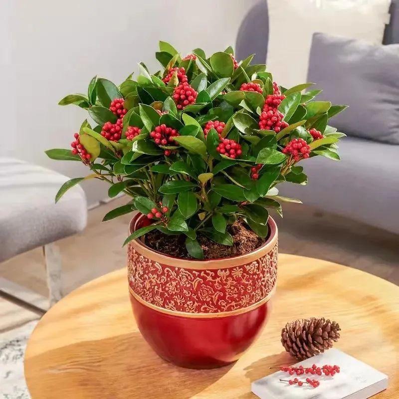 一年四季開花的室內花卉_室內養花四季開花植物_花卉開花四季室內能養嗎