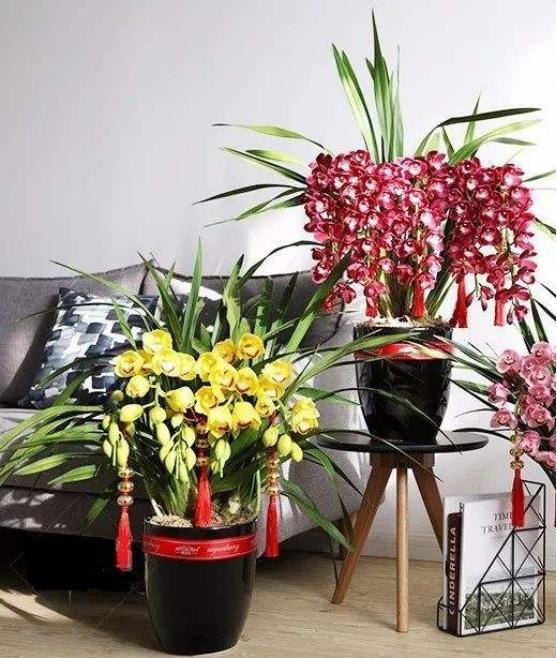花卉開花四季室內能養嗎_室內養花四季開花植物_一年四季開花的室內花卉
