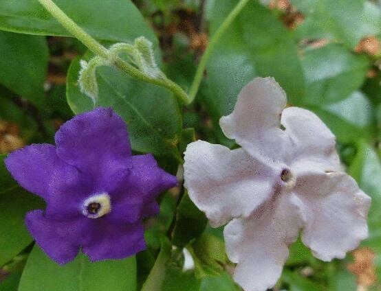 <strong>茉莉開花象征著什么 茉莉花開的寓意和花語</strong>