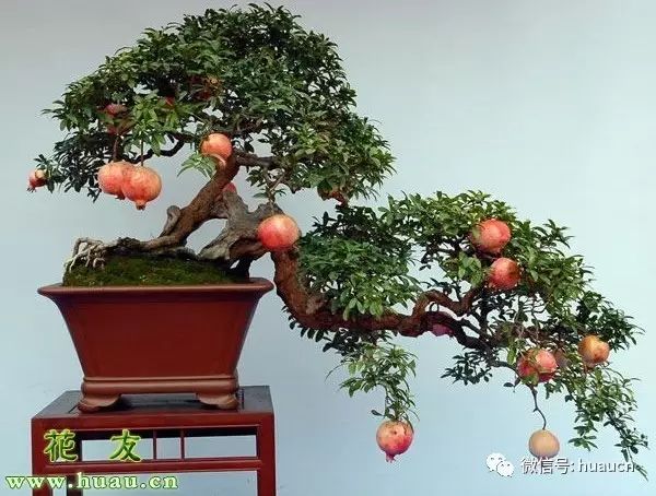 <strong>【春季養(yǎng)花】春天怎么養(yǎng)花？盆栽花卉春季養(yǎng)護(hù)六要點(diǎn)</strong>