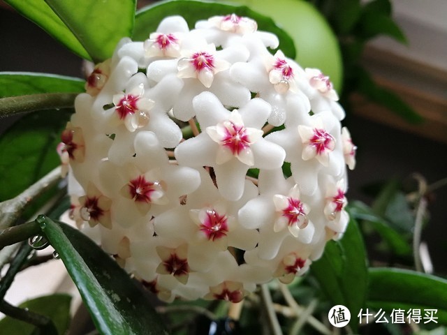 北陽臺養什么花好_適合北陽臺養的花_適合北陽臺養的花有哪些