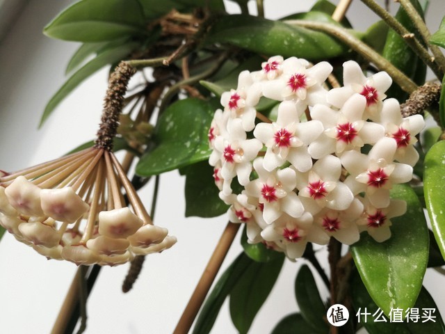 北陽臺養什么花好_適合北陽臺養的花_適合北陽臺養的花有哪些