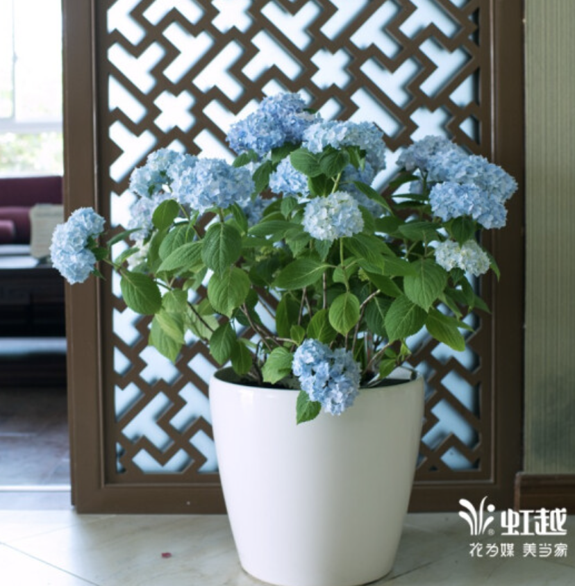 北陽臺養什么花好_適合北陽臺養的花_適合北陽臺養的花有哪些