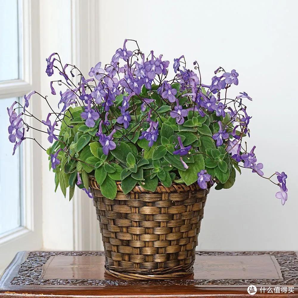 能養(yǎng)“北陽(yáng)臺(tái)”的7種“耐陰花”，哪怕光照少，也能開(kāi)滿花