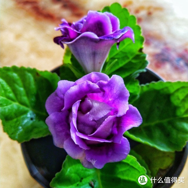 適合北陽臺養的花有哪些_適合北陽臺養的花_北陽臺養什么花好