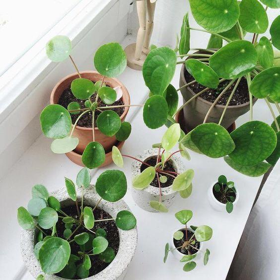 水培綠植該怎么辦_水培綠植有哪些_綠植水培植物