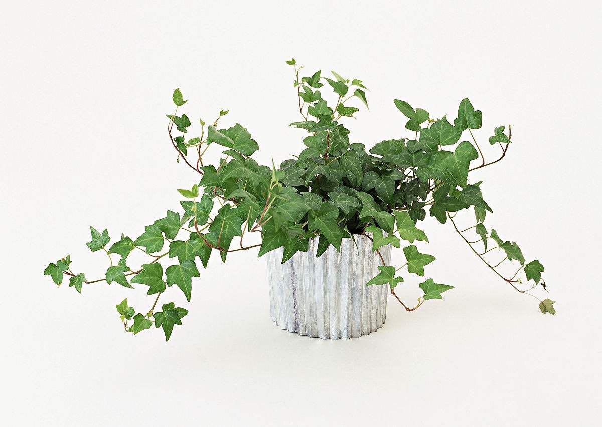 綠植水培植物_水培綠植有哪些_水培綠植該怎么辦