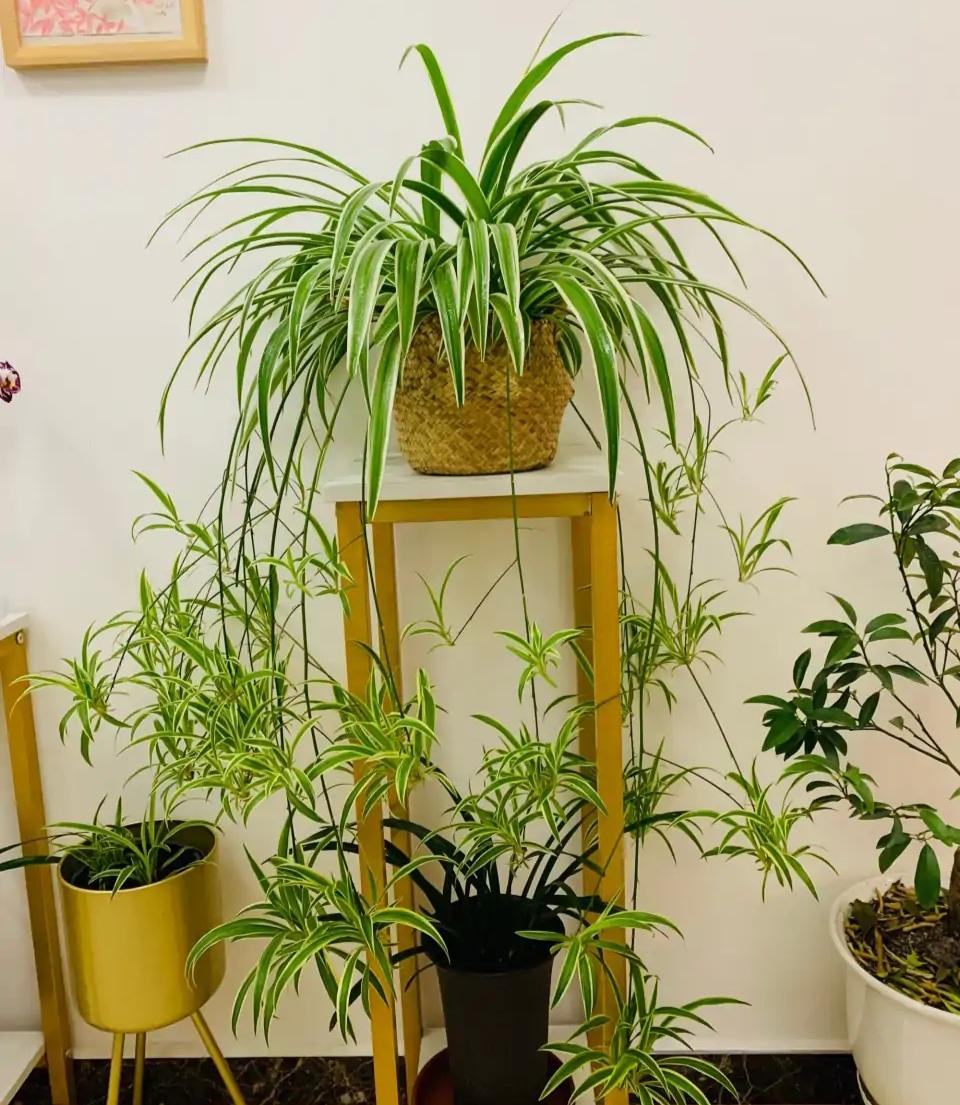 家養(yǎng)的盆栽植物_盆栽植物好養(yǎng)室內(nèi)_家里盆栽養(yǎng)什么植物好