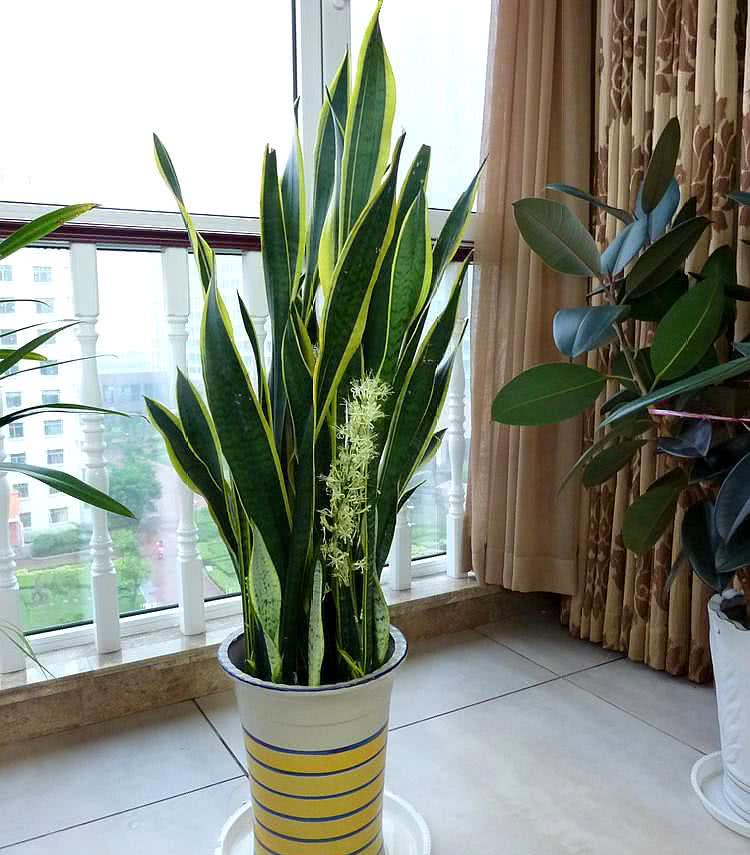 家養(yǎng)的盆栽植物_盆栽植物好養(yǎng)室內(nèi)_家里盆栽養(yǎng)什么植物好