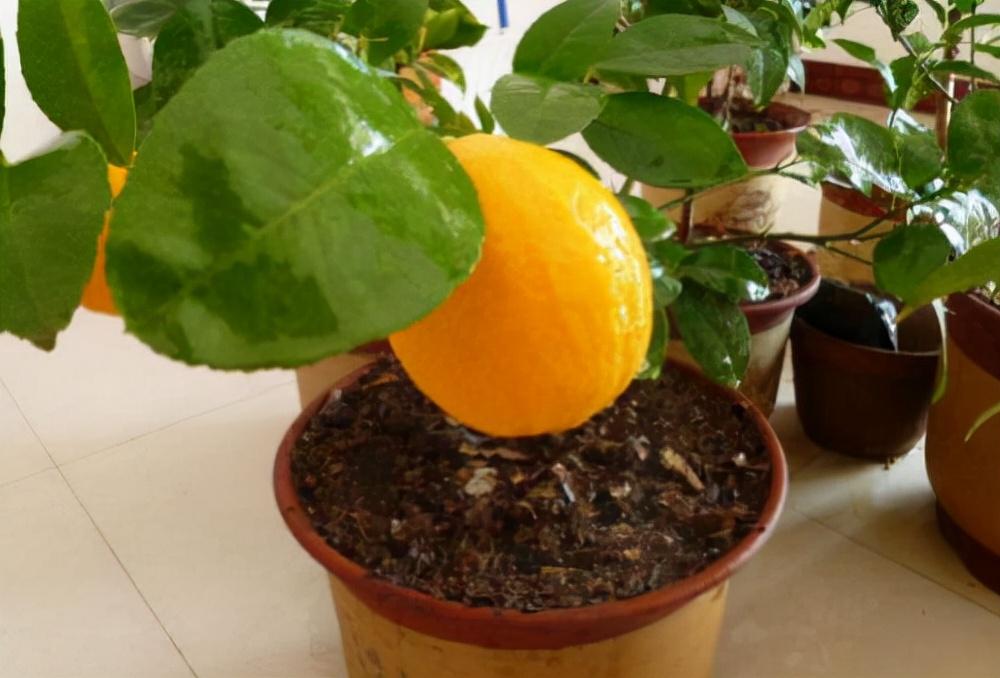 家養(yǎng)的盆栽植物_盆栽植物好養(yǎng)室內(nèi)_家里盆栽養(yǎng)什么植物好