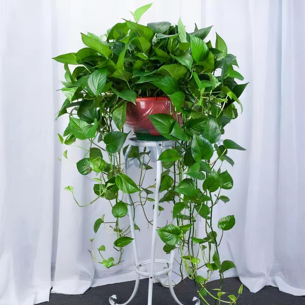 盆栽植物好養(yǎng)室內(nèi)_家養(yǎng)的盆栽植物_家里盆栽養(yǎng)什么植物好