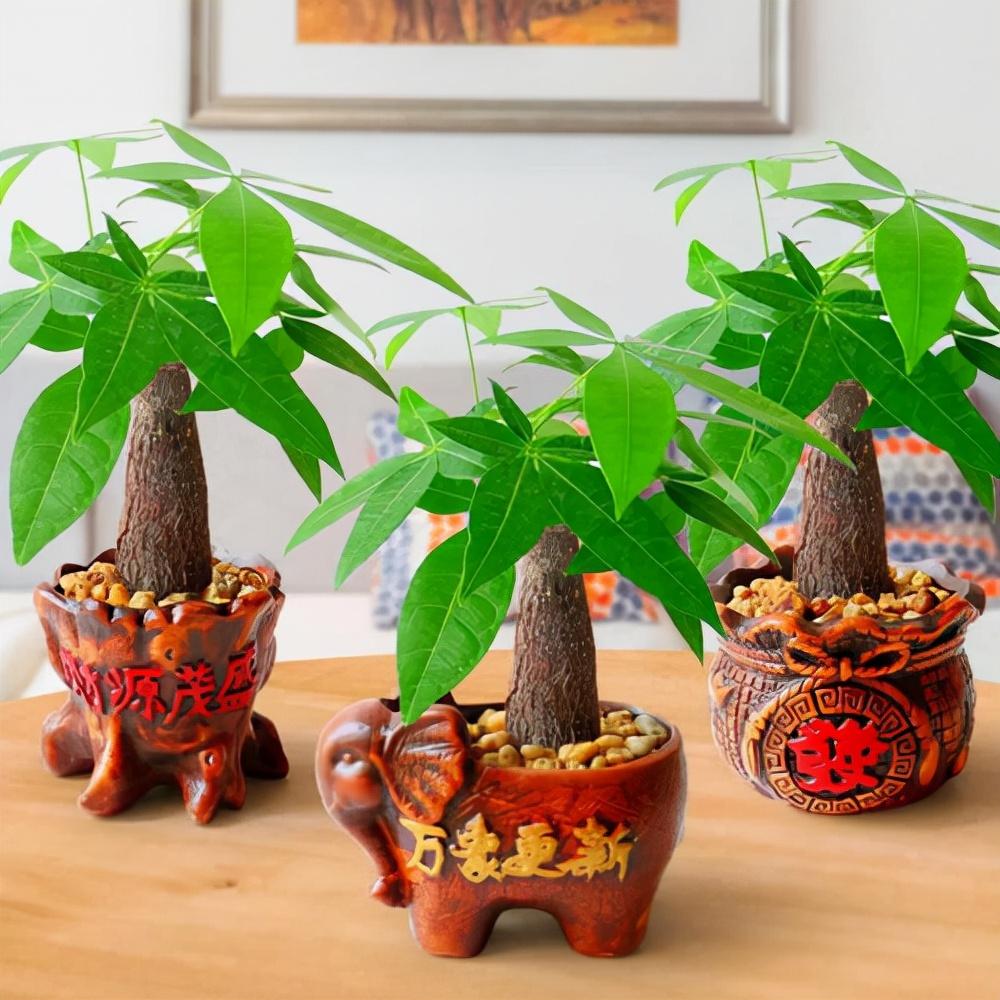 家養(yǎng)的盆栽植物_家里盆栽養(yǎng)什么植物好_盆栽植物好養(yǎng)室內(nèi)
