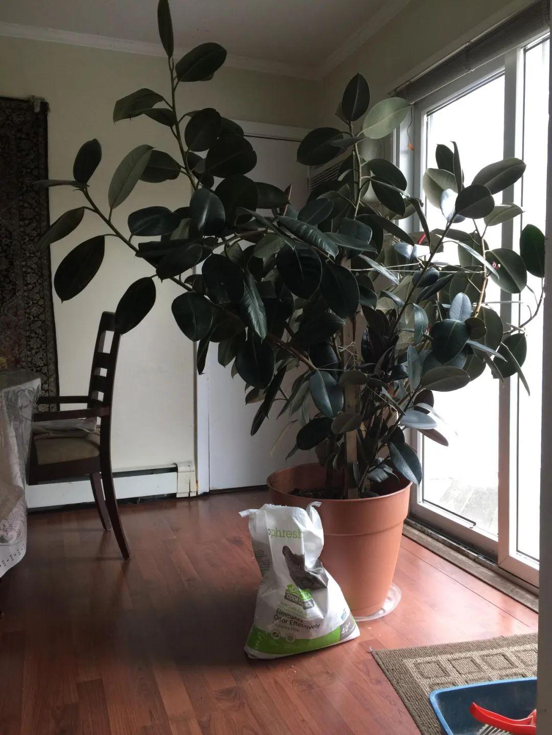 喜陰的室內(nèi)植物_室內(nèi)植物喜陰的有哪些_室內(nèi)植物喜陰還是喜陰