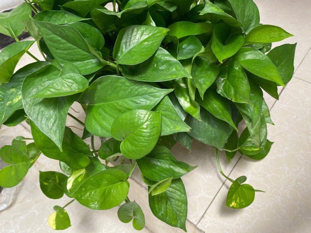 室內養適合花的植物_室內養適合花草的植物_十種適合室內養的花