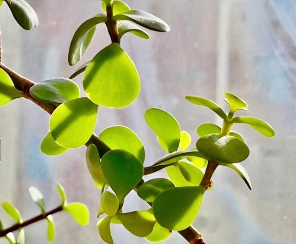 室內養適合花草的植物_室內養適合花的植物_十種適合室內養的花