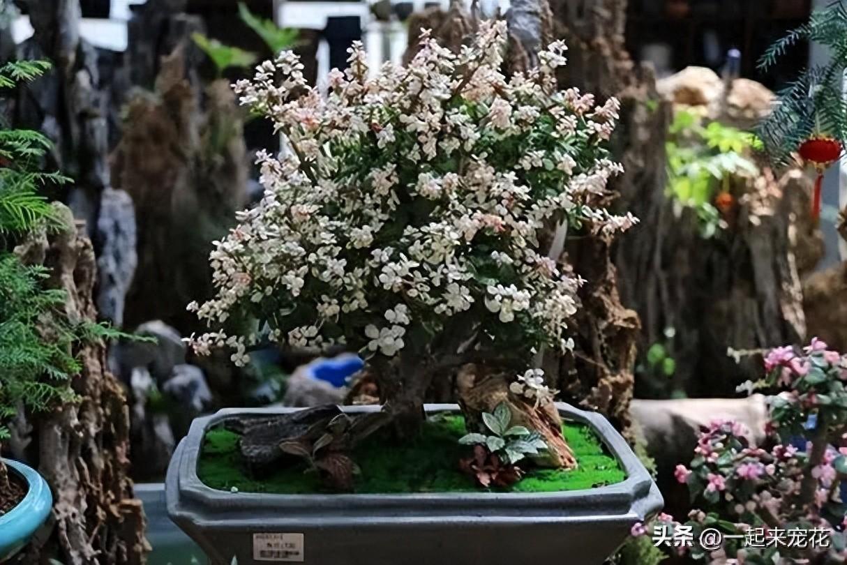 適合種植在臥室的5種花，擺在家里對(duì)身體好，一次養(yǎng)十盆不嫌多