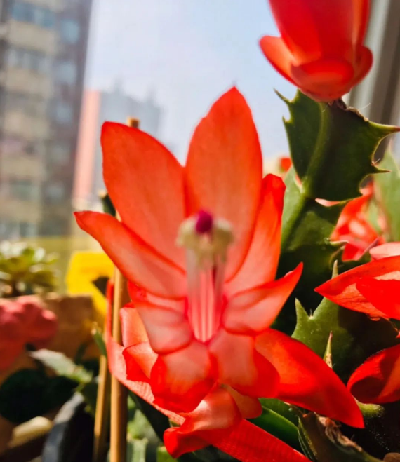 花盆沒(méi)有孔可以種菜嗎_花盆沒(méi)有孔花能活么_花盆沒(méi)有孔可以養(yǎng)花嗎
