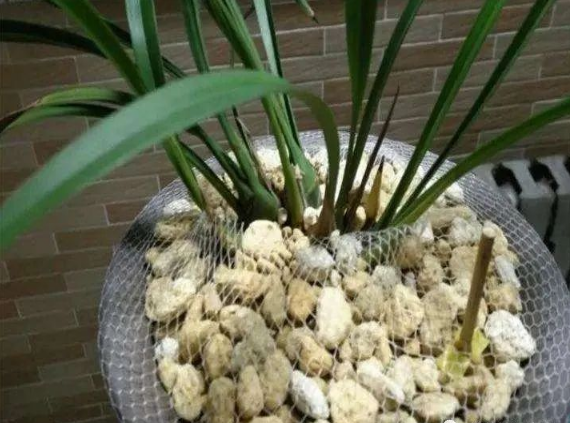 花盆沒(méi)有孔可以養(yǎng)花嗎_花盆沒(méi)有孔花能活么_花盆沒(méi)有孔可以種菜嗎