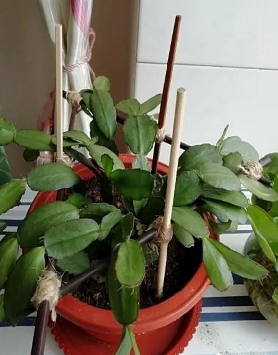 花盆沒(méi)有孔可以養(yǎng)花嗎_花盆沒(méi)有孔可以種菜嗎_花盆沒(méi)有孔花能活么