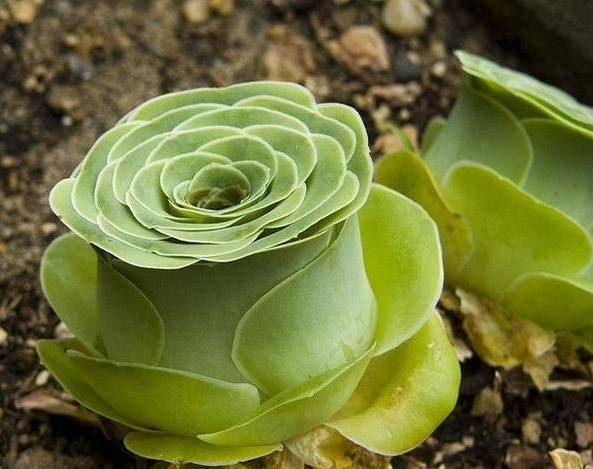 看一下多肉植物_多肉植物識別大全_看多肉植物
