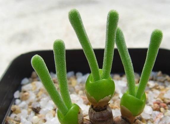 看一下多肉植物_看多肉植物_多肉植物識別大全