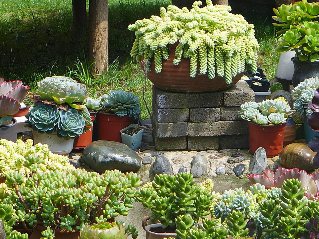 室內養植物多肉怎么養_多肉植物室內養_室內養植物多肉好嗎