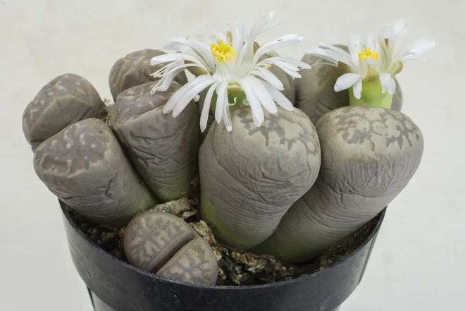 多肉植物室內盆栽好養_盆栽多肉好養嗎_盆栽室內養植物多肉好嗎