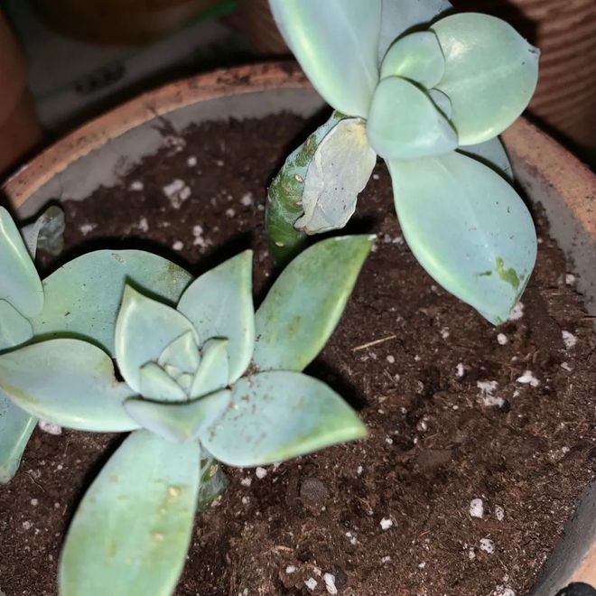 多肉植物室內盆栽好養_盆栽室內養植物多肉好嗎_盆栽多肉好養嗎