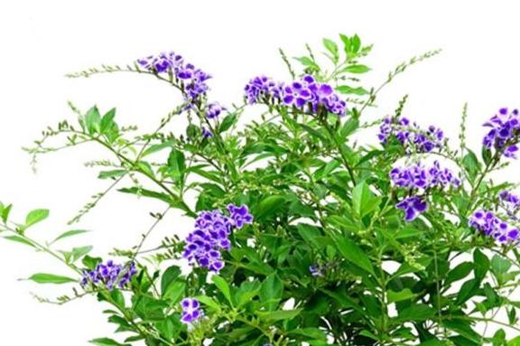 兩種花最適合新手養(yǎng)，有土就活，花開(kāi)艷麗，滿屋散發(fā)奶香味