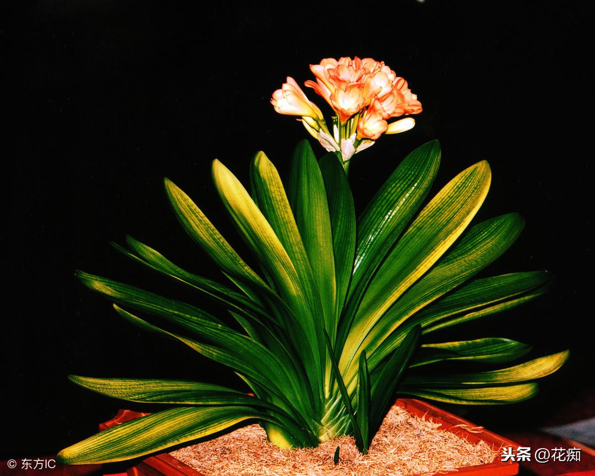 冬養綠植適合天然環境嗎_冬天適合養植物_適合冬天養的綠植