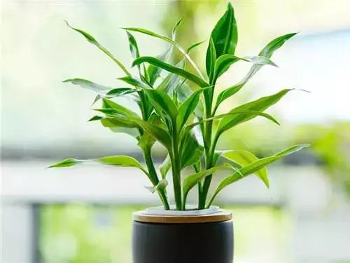 室內(nèi)養(yǎng)綠植可以凈化空氣嗎_可以室內(nèi)養(yǎng)的綠植_室內(nèi)養(yǎng)綠植可以增加濕度嗎