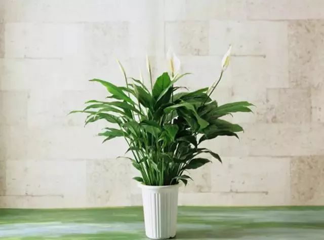 可以室內(nèi)養(yǎng)的綠植_室內(nèi)養(yǎng)綠植可以凈化空氣嗎_室內(nèi)養(yǎng)綠植可以增加濕度嗎