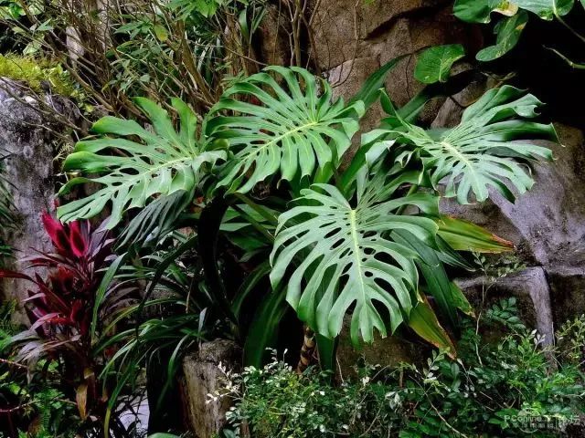室內(nèi)養(yǎng)綠植可以增加濕度嗎_可以室內(nèi)養(yǎng)的綠植_室內(nèi)養(yǎng)綠植可以凈化空氣嗎
