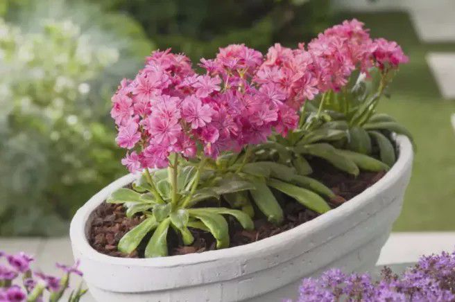 5種超好養還愛開花的多肉，你家養了幾盆呢?