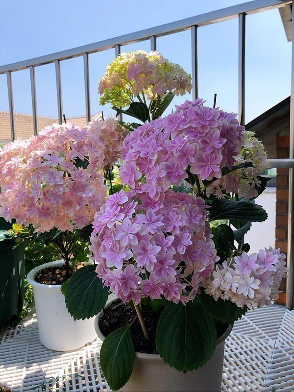 9種“喜陰花”，好養(yǎng)有格調(diào)，光線不好養(yǎng)一盆，北陽(yáng)臺(tái)也能美美噠