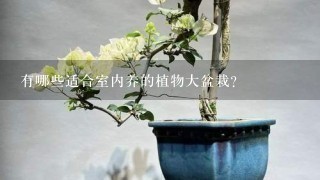 冬養綠植適合家天里的客廳嗎_冬天適合養什么綠植在屋內_冬天家里適合養什么綠植