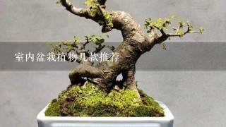 冬天家里適合養什么綠植_冬養綠植適合家天里的客廳嗎_冬天適合養什么綠植在屋內