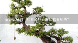 冬天家里適合養什么綠植_冬養綠植適合家天里的客廳嗎_冬天適合養什么綠植在屋內
