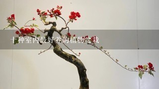 冬天家里適合養什么綠植_冬天適合養什么綠植在屋內_冬養綠植適合家天里的客廳嗎