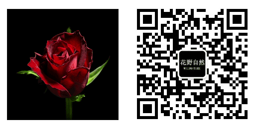 送男朋友花他會喜歡嗎_送花給男朋友他會喜歡嗎_送花給男朋友會開心嗎