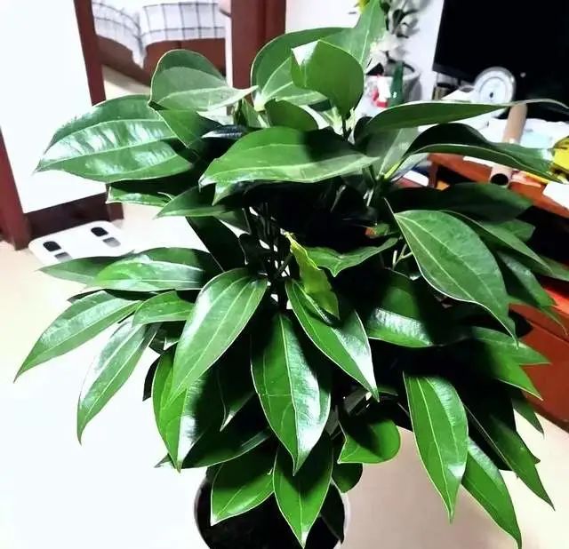 養綠蘿不如種3盆樹，好聞好看，殺菌成癮，室內一放空氣好！