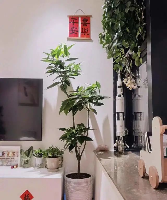 室內養(yǎng)綠植的好處_好處室內養(yǎng)綠植的句子_室內養(yǎng)綠植有什么好處