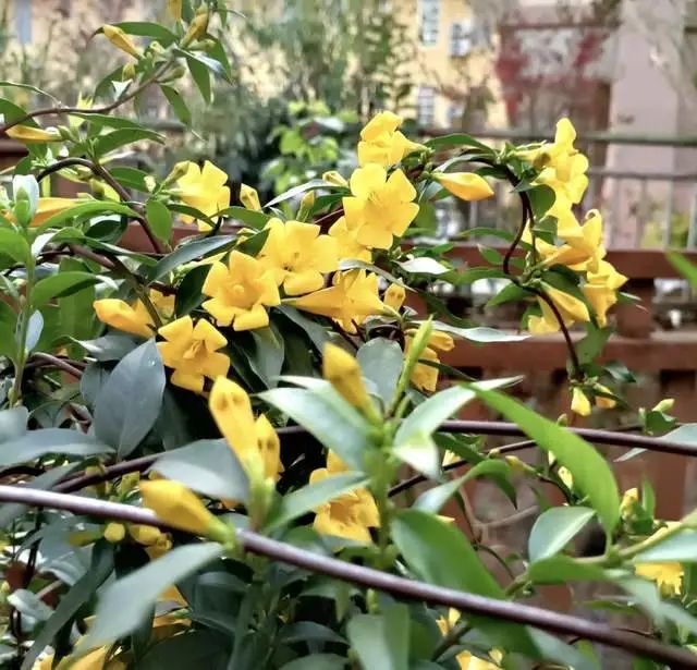 室內養(yǎng)綠植的好處_室內養(yǎng)綠植有什么好處_好處室內養(yǎng)綠植的句子