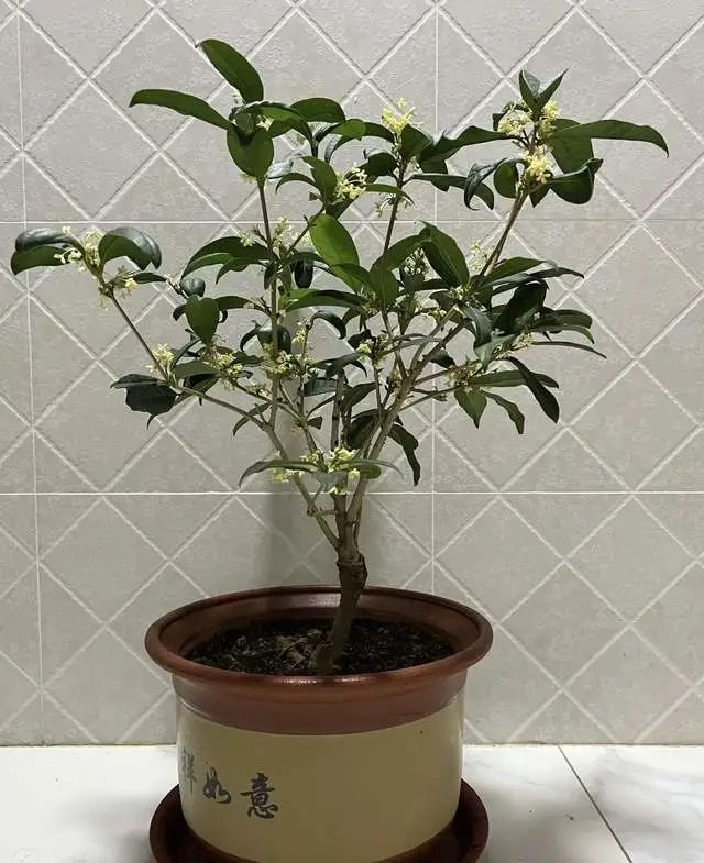 室內養(yǎng)綠植的好處_室內養(yǎng)綠植有什么好處_好處室內養(yǎng)綠植的句子