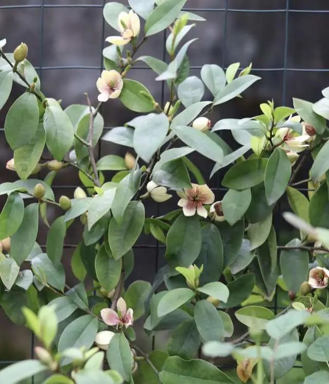室內養(yǎng)綠植有什么好處_好處室內養(yǎng)綠植的句子_室內養(yǎng)綠植的好處