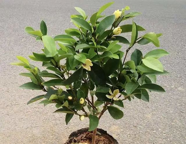 室內養(yǎng)綠植的好處_好處室內養(yǎng)綠植的句子_室內養(yǎng)綠植有什么好處