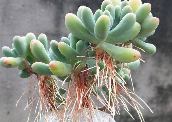 多肉植物長“胡須”了？注意這個“求救信號”，肉友們別忽視！