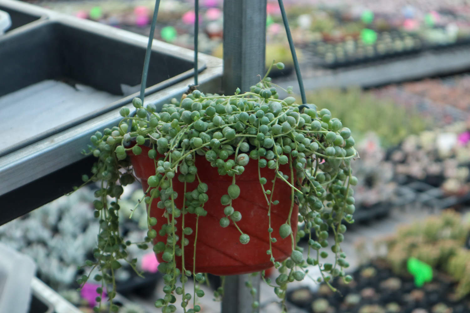珍珠吊蘭什么時(shí)候開花